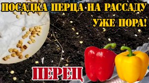 Посадка перца на рассаду. Уже пора!