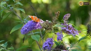 Уроки живой природы - Живой мир (Мир Природы) / The Natural World /