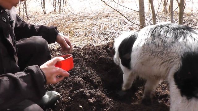 Самый СМЕШНОЙ способ накопать червей! Без подручных средств! смотреть онлайн