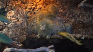 Обезьянки: мармозетки - игрунки