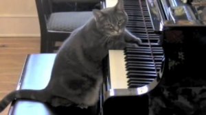 CATcerto. ORIGINAL PERFORMANCE. Mindaugas Piecaitis, Nora The Piano Cat