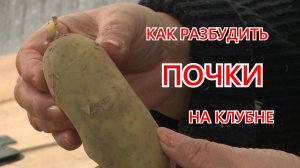Как разбудить спящие почки на клубне картофеля.