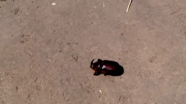 beetle nosorog killer жук носорог убийца 1 кг смотреть онлайн