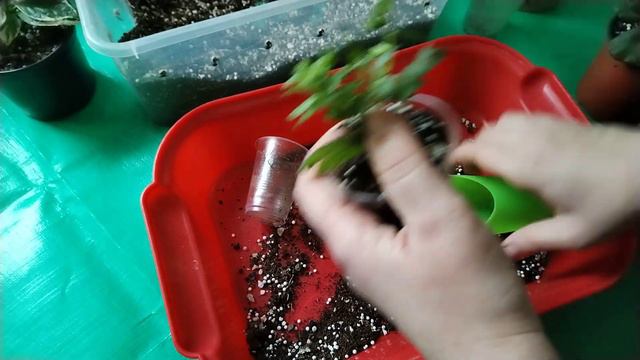 Немного растений для цветочного сада. Пересадки. смотреть онлайн