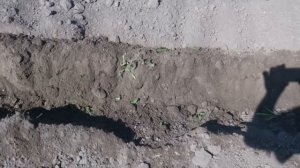 Минитрактор из Калиты, полный привод. Сажаем картофель.