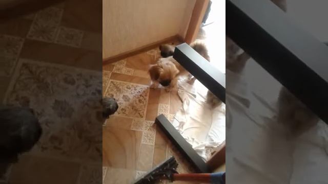 Пекинесики))) смотреть онлайн