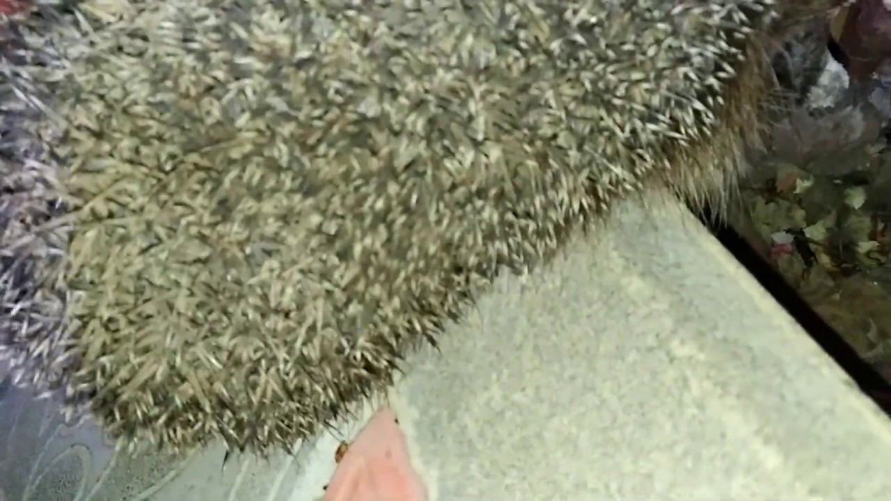 Ейские Ёжики! Забавное видео про Ейск.