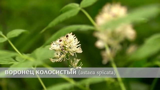 Воронец колосистый смотреть онлайн