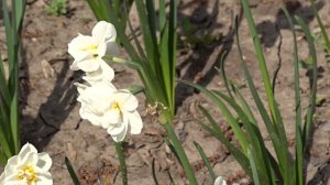 Narcissus ´Sir Winston Churchill´