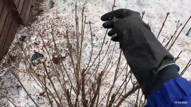 АММИАЧНАЯ СЕЛИТРА ВЕСНОЙ ПО СНЕГУ #дачник #выходной смотреть онлайн