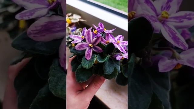 DS-Лавандовая сказка(химера)? #фиалка #фіалка #usambaraveilchen #africanviolet #zimmerpflanzen