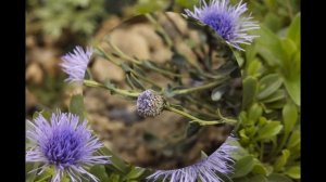 ГЛОБУЛЯРИЯ или ШАРОВНИЦА (GLOBULARIA) сем. Норичниковые (Глобуляриевые)