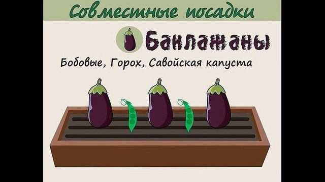 Как правильно совместить посев и посадку овощей на участке. Актуально.