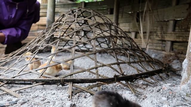 Ep 18: a lot of chicks are born on rainy days, corn fields are destroyed by wind -Building Free Lif смотреть онлайн