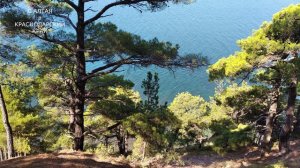 Геленджикская РОЩА СОСНЫ ПИЦУНДСКОЙ. Дикие пляжи ДЖАНХОТ. Смотровая  Голубой Бездны.