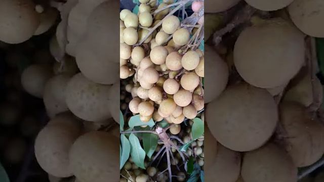 Heavy bins full of Longan fruit | Dragon eyes | Tasty fruit | [dimocarpus longan]