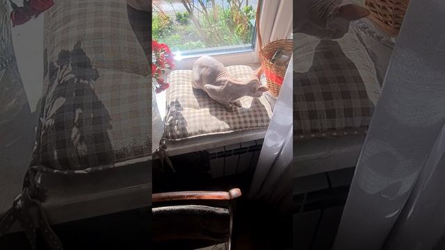 Прикол з котом#canadiansphynx #cat #смешно #смешныеживотные #котики #сфинксы #Аби #говорящийкот смотреть онлайн