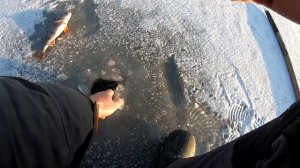 КРУПНЫЙ ОКУНЬ ПЕРВЫЙ ЛЕД! ловля окуня на балансир, безмотылку, боковой кивок зимняя рыбалка горбачи