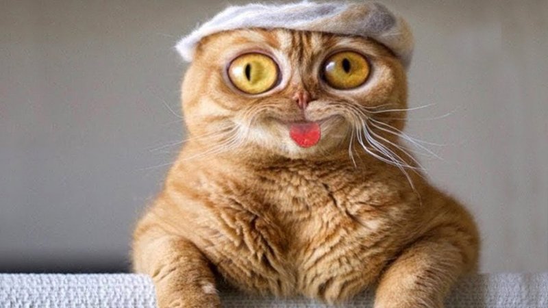 смешные животные