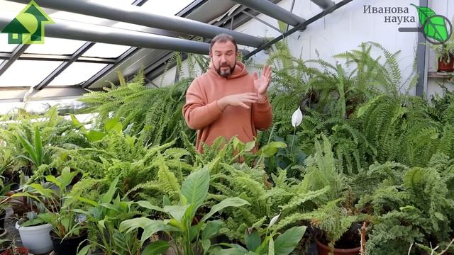 ПЕРВАЯ и ГЛАВНАЯ! Подкормка рассады перца БЕЗ ХИМИИ! Как и чем подкормить перец после пикировки.