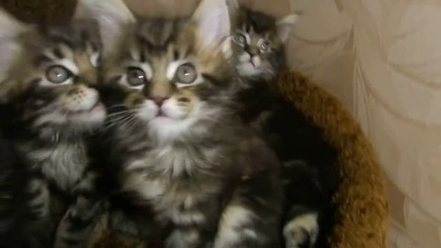 Котята мейн-кун окрас черный мраморный смотреть онлайн