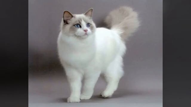 Топ 10 самых красивых пород кошек смотреть онлайн