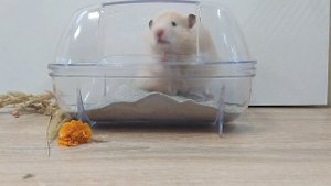 сирийский хомяк копошится в песочке ванночка купалка для грызунов
