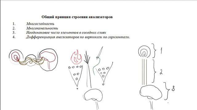 Физиология Анализаторов. Нервная Система Человека