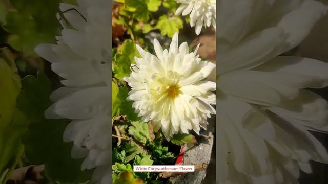 White Chrysanthemum Flower | Chrysanthemum : Beautiful Flowers | Guldaudi Flowers #shorts