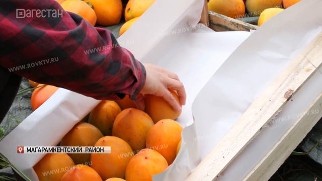 В Южном Дагестане начался сбор хурмы смотреть онлайн