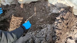 Сажаем ранний картофель