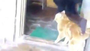 прикольный кот выгоняет медведя cool cat kicks bear