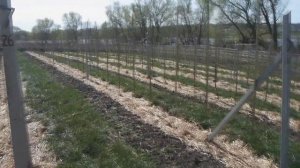 Обработка междурядий мотоблоком в интенсивном саду