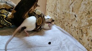 Крыса живая?Императорский удав.