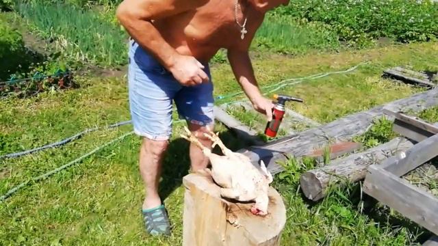 Курица от забоя, до стола. Слабонервным не смотреть. смотреть онлайн
