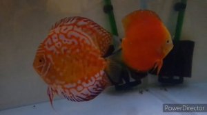 Секреты разведение Дискусов.