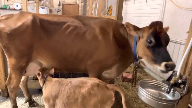 Джерсейка Ритзи кормит Зою - Зайку. Вот подобрала кличку корове Ритзи. смотреть онлайн