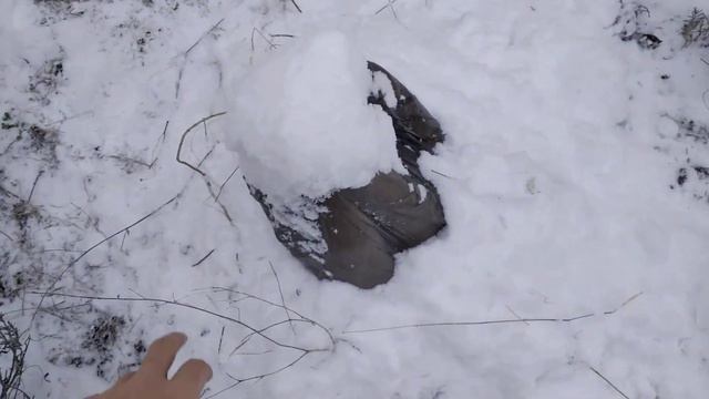 Экзотические растения после снегопада и ночного мороза смотреть онлайн