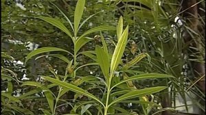 Детям о ботаническом саде. Первое правило поведения  - беречь себя