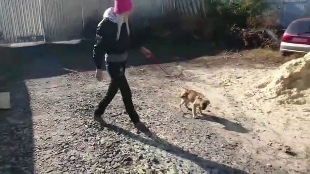 Кому собачку? Щенки и подростки на пристройство. Возьми собаку из приюта.