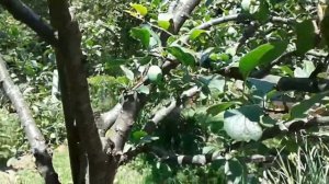 Обзор моего фруктового сада Июль 2020. #садоводство #сад #обзорсада #gardening #overview