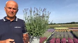 Lavandula angustifolia Blue Scent Early 17 cm