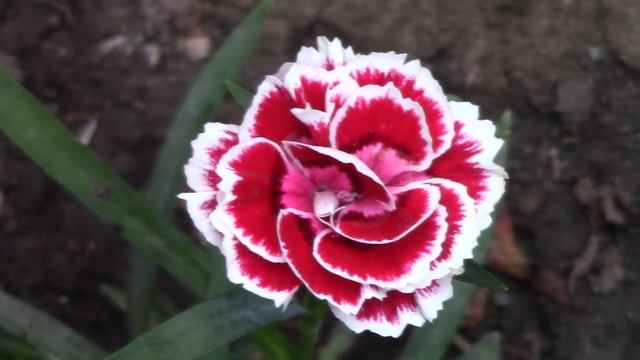 Гвоздика Шабо - неприхотливый многолетник. смотреть онлайн