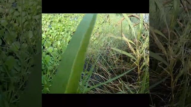 indo pacific tarpon on fly fishing смотреть онлайн