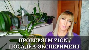 ZION / ЦИОН для орхидей / ПОСАДКА-ЭКСПЕРИМЕНТ в ПЕНОСТЕКЛО и ЛОТОЧКИ из магазина
