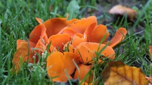 Grote oranje bekerzwam - Aleuria aurantia,  door Piet Zuidema