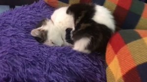 Котёнок Киса Из Одессы ) один день из жизни котёнка ) Веселый кот )