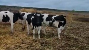 Голшти́нская поро́да порода крупного рогатого скота молочного направления +79220355557