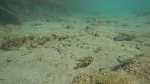 Дешевый Отель Hawaii Riviera Resort & Aqua Park 5*  Пляжный отдых зимой/ Хургада/Египет 2020