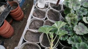 Черенкование Пеларгонии в марте✂️. Новые сорта!